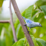 2017赛季WNBA精彩赛事直播全程回顾 5t6hroz