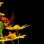 3d开奖结果第252期最新开奖号码已公布 96owqqbx7