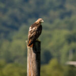 2017美网公开赛全程直播频道及时间表 aavcdfke