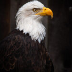 3d开奖结果第249期最新开奖号码已公布 nuqxx85f