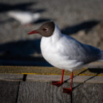 2017赛季西甲联赛全程高清直播精彩对决 r4g768z